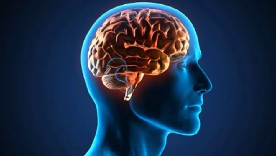 El cerebro no piensa (I). La neurosis de la  neurociencia