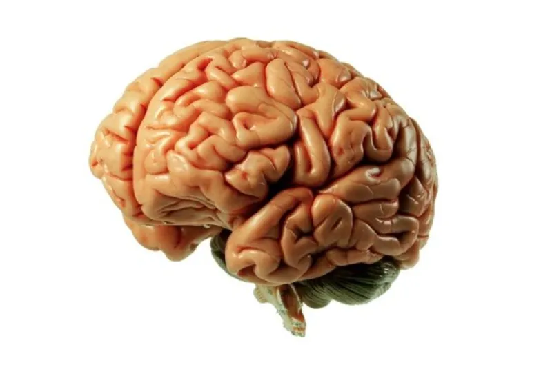 El cerebro no piensa y la neurociencia acaba do solía: en orgullo satánico