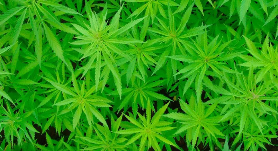 Falso éxito de la legalización de la marihuana en Uruguay