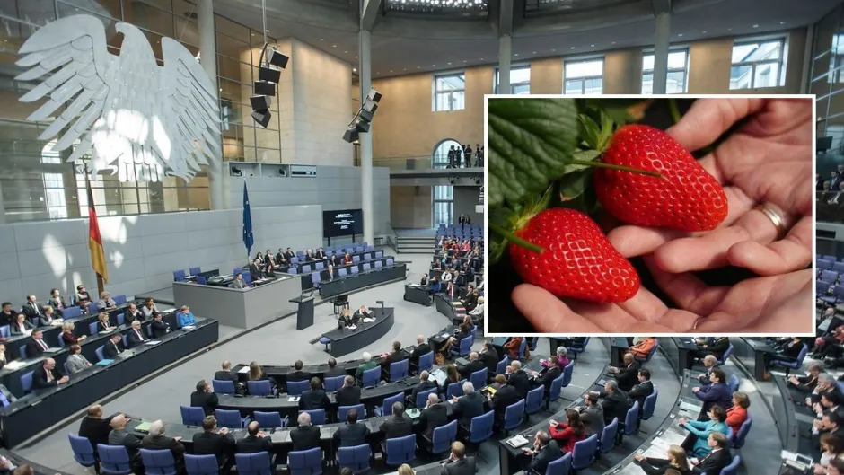 Tras alentar los ataques a la fresa española, los diputados alemanes suspenden su viaje a Doñana... por “¡respeto mutuo!”