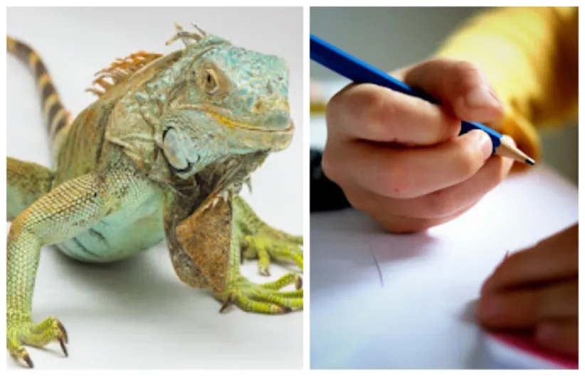 Educación. Los escolares españoles no estudian que los animales son seres sintientes, ni que la salud de personas, animales y ecosistemas están intrínsecamente relacionadas. ¡Inadmisible!