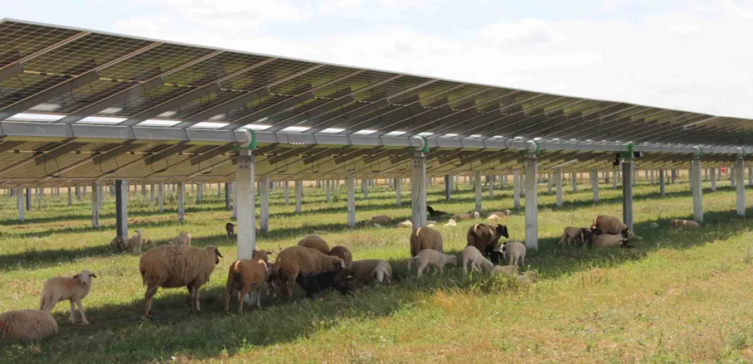 Pastores, cortafuegos, vehículos especializados: así se preparan las plantas solares de Endesa para las olas de calor
