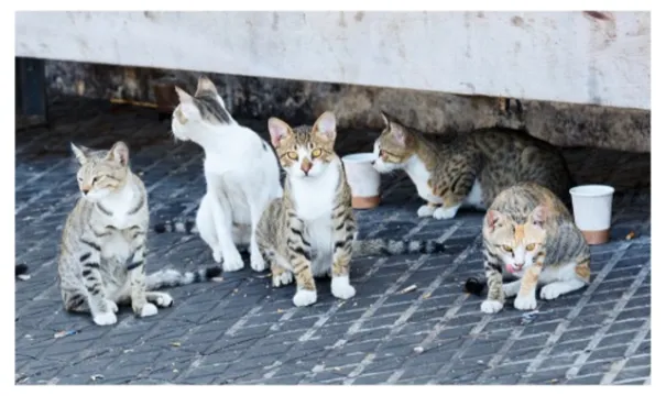 Ceuta. Los inmigrantes marroquíes comen gatos. "Están dando caza a los animales", denuncia la gestora de una colonia de felinos