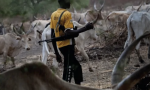 Un pastor de etnia fulani, armado con un fusil Kalashnikov, vigila un rebaño de vacas en el norte de Nigeria. (Foto: ACN)