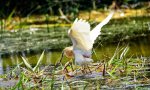 Las lagunas artificiales sirven de refugio a las aves acuáticas