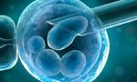 La doble estafa (médica y económica) de las células madre embrionarias: sólo 24 ensayos clínicos en EEUU