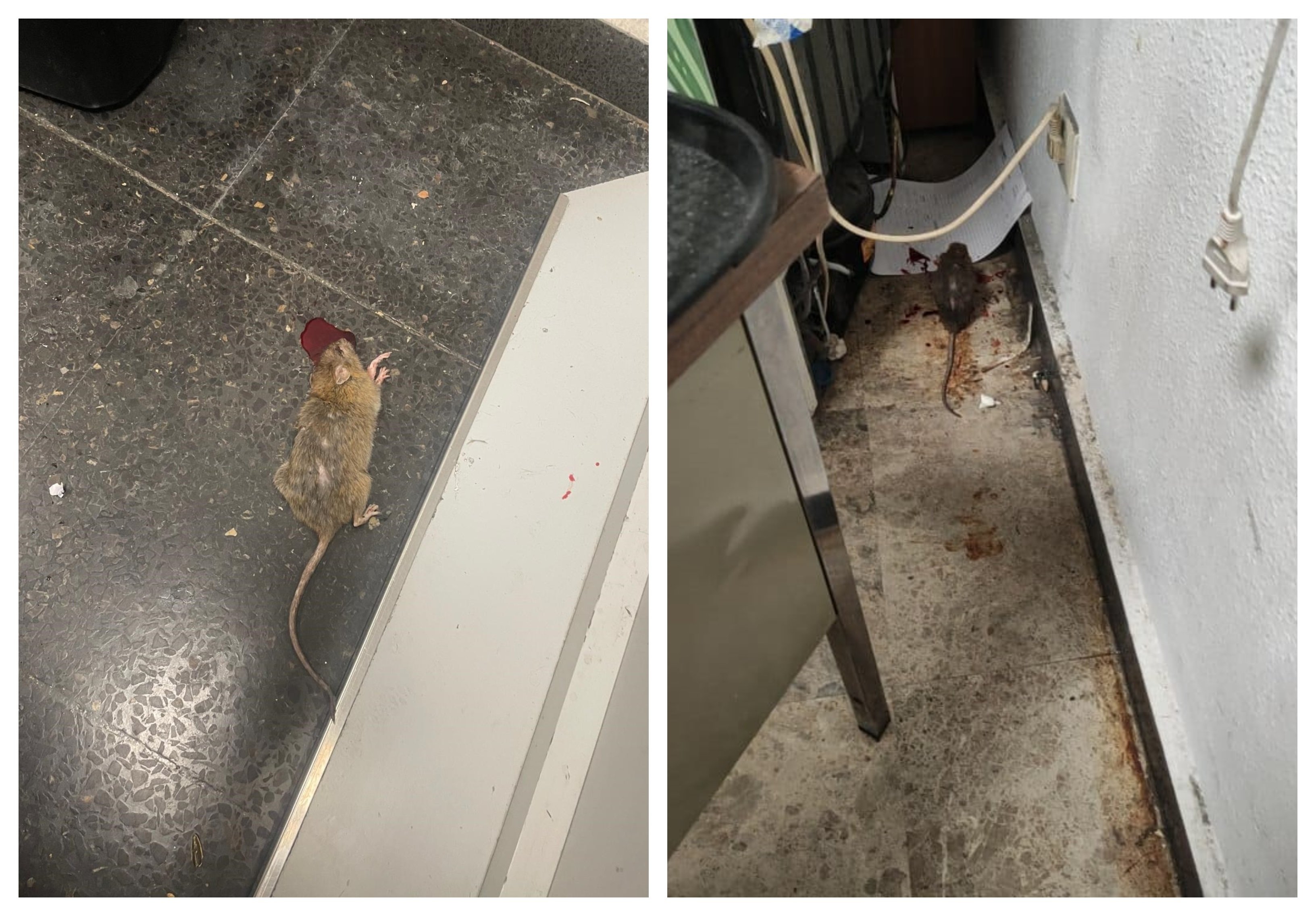 En la zona de recogida de equipajes se han avistado ratas corriendo a sus anchas y en los lugares habilitados como oficinas para la Guardia Civil han tenido que convivir con roedores muertos En la zona de recogida de equipajes se han avistado ratas corriendo a sus anchas y en los lugares habilitados como oficinas para la Guardia Civil han tenido que convivir con roedores muertos