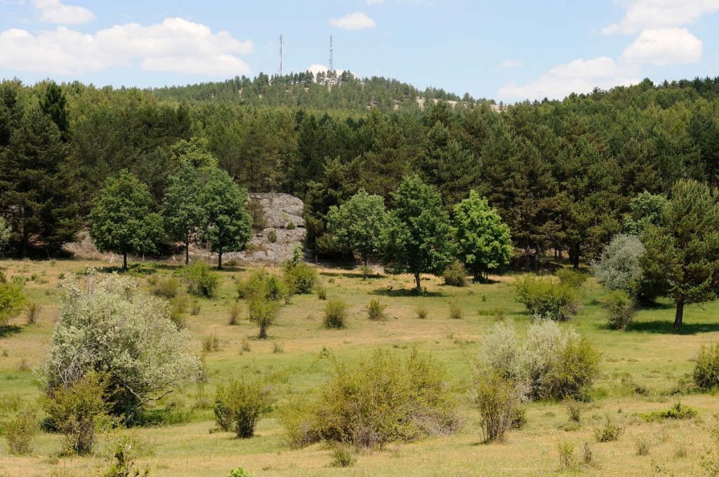 En las comarcas de Pinares Soria-Burgos y Pinares Llanos de Almazán se encuentra el pinar más extenso de Europa y apenas ha habido grandes incendios en los últimos 20 años, gracias a la Suerte de Pinos En las comarcas de Pinares Soria-Burgos y Pinares Llanos de Almazán se encuentra el pinar más extenso de Europa y apenas ha habido grandes incendios en los últimos 20 años, gracias a la Suerte de Pinos