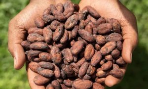 cacao