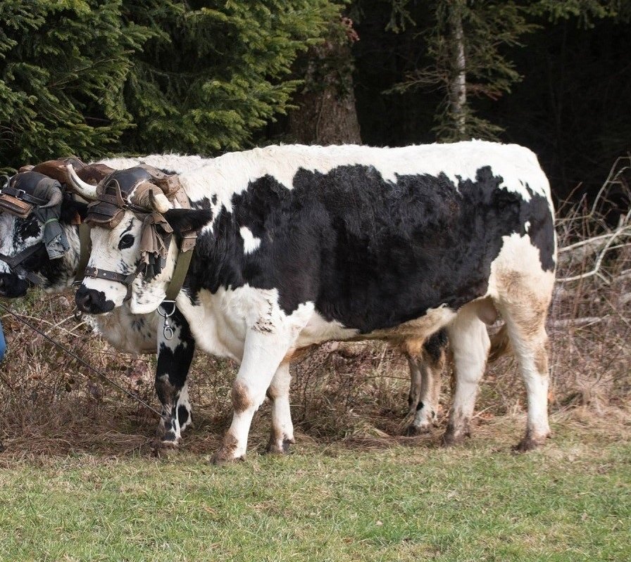 En los tiempos en que el idioma todavía servía para decir cosas con sentido, pareja era una palabra honesta, trabajadora, de campo y de cuartel. Era la pareja de mulas, de bueyes o de asnos que araba En los tiempos en que el idioma todavía servía para decir cosas con sentido, pareja era una palabra honesta, trabajadora, de campo y de cuartel. Era la pareja de mulas, de bueyes o de asnos que araba