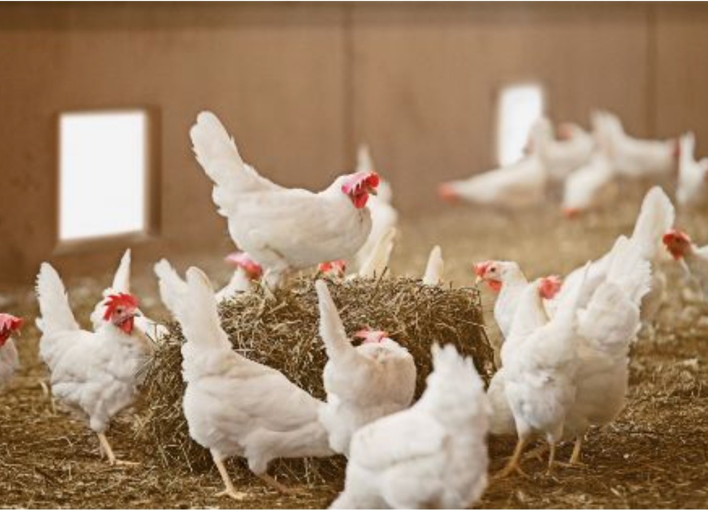 La OCU ha observado un aumento del precio de la carne de pollo del 7,5% desde mayo La OCU ha observado un aumento del precio de la carne de pollo del 7,5% desde mayo