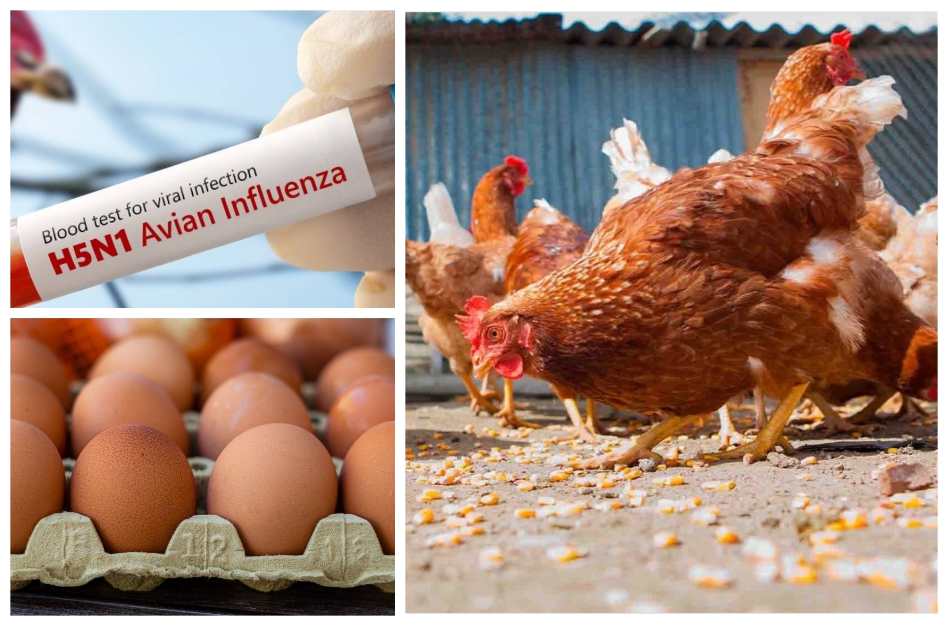 La ausencia de millones de gallinas ponedoras vivas tiene como consecuencia el menor número de huevos en el mercado y la subida considerable de su precio. Y esto sí que es algo que preocupa a los funcionarios de Bruselas, no la vida de todas esas pobres gallinas, que se la trae al pairo La ausencia de millones de gallinas ponedoras vivas tiene como consecuencia el menor número de huevos en el mercado y la subida considerable de su precio. Y esto sí que es algo que preocupa a los funcionarios de Bruselas, no la vida de todas esas pobres gallinas, que se la trae al pairo