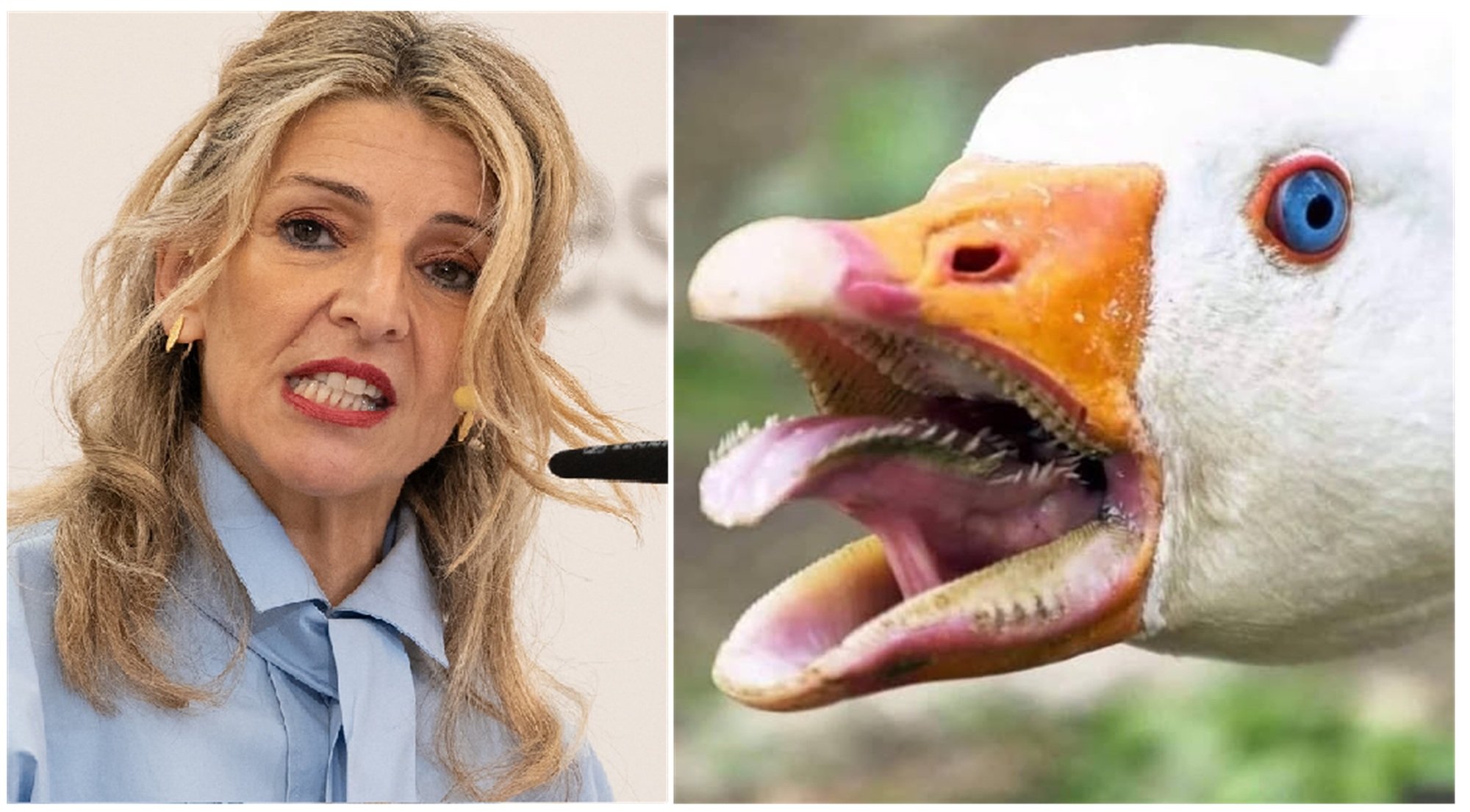 Sumar, con Yolanda Díaz al frente, es una máquina de no parar de ideas, ahora su preocupación está con las ocas Sumar, con Yolanda Díaz al frente, es una máquina de no parar de ideas, ahora su preocupación está con las ocas