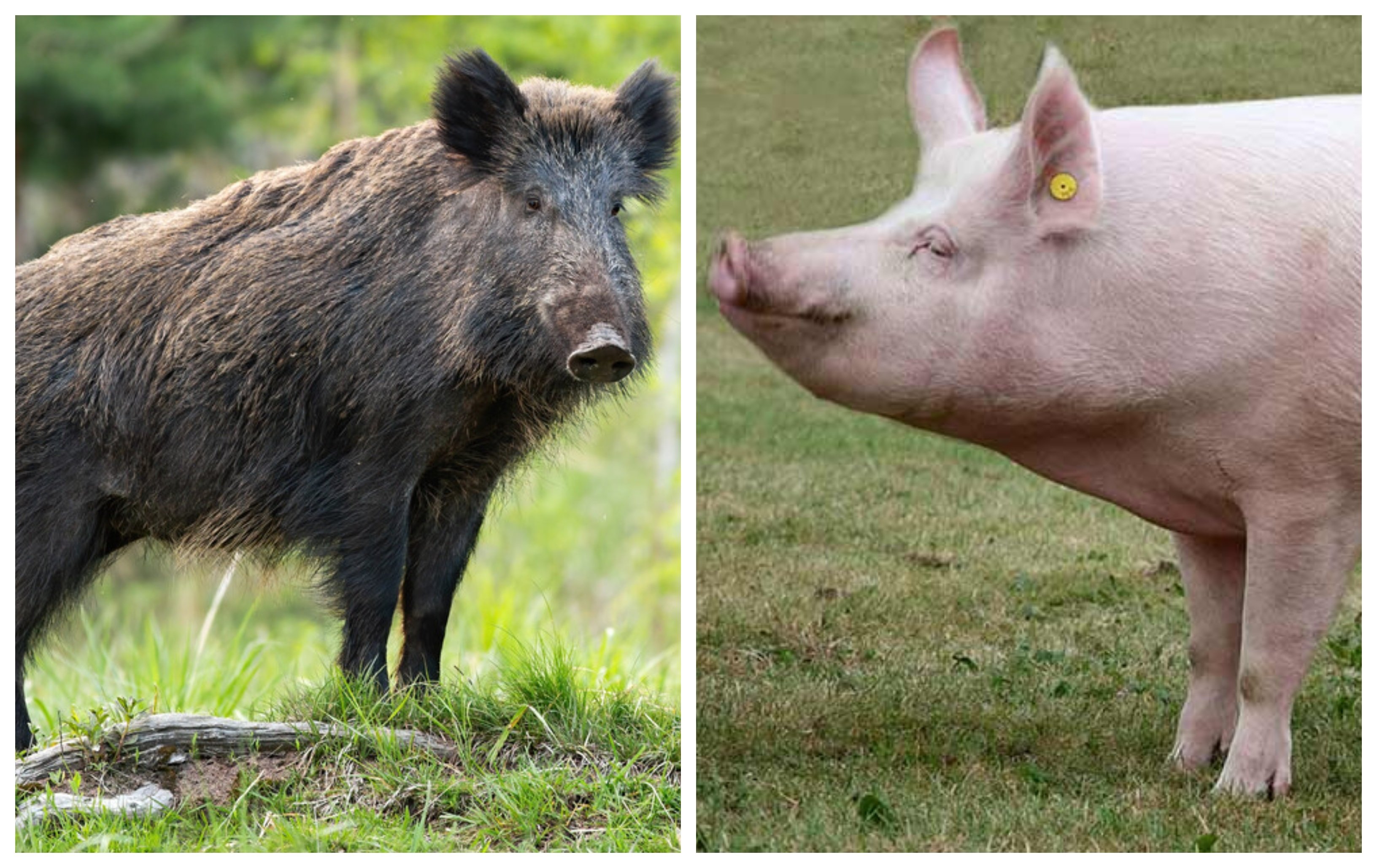 El cerdo está sometido a todos los controles el mundo, mientras el jabalí es un animal salvaje. Eso significa que la mentalidad tontiecologista, que aunque remite aún subsiste, adora el jabalí y brama contra los humanos esclavistas del pobre gorrino