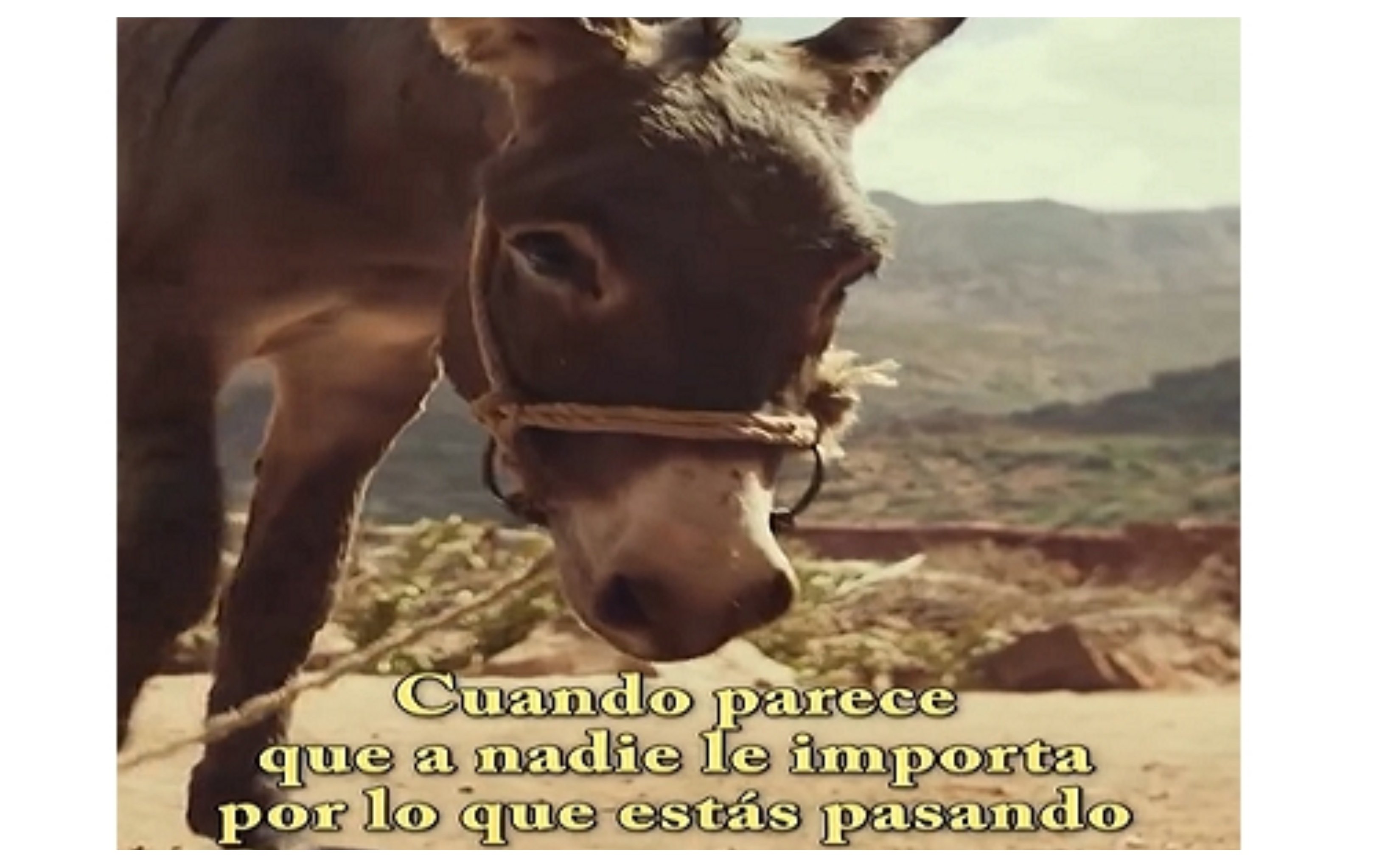 La historia del burro