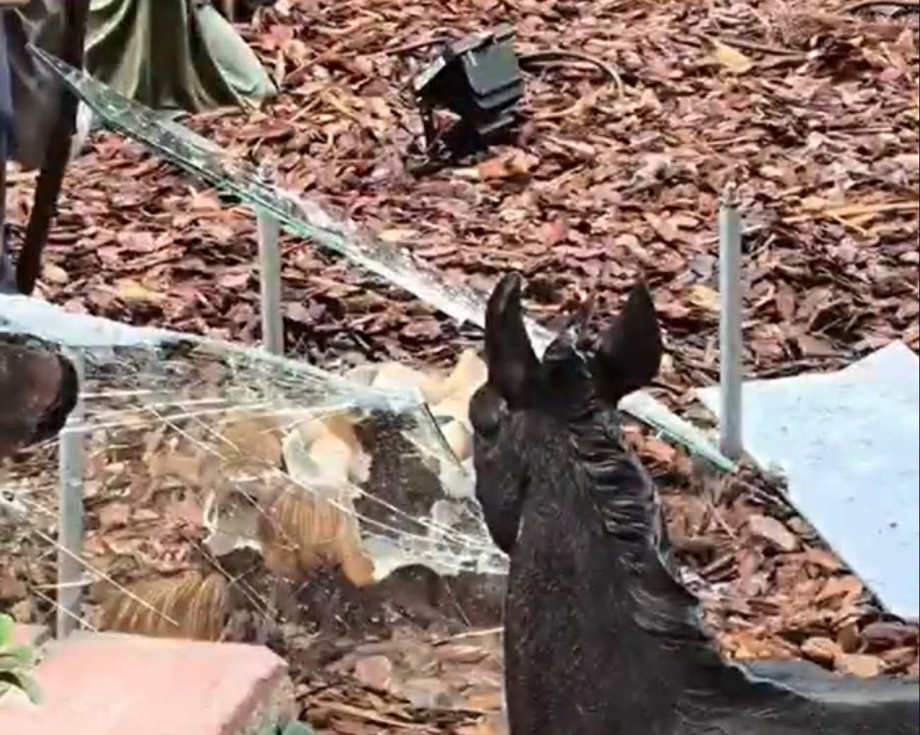 Un Belén atacado en Cornellá