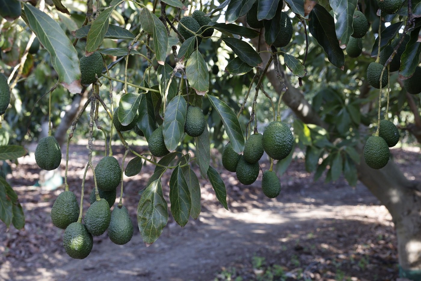 El auge de consumo de este fruto tropical sostiene el aumento de compras por parte de la compañía de supermercados
