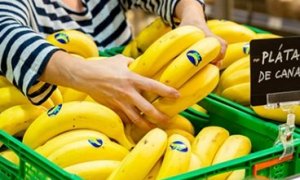 En 2025, la producción de plátano de Canarias, que es una Indicación Geográfica Protegida (IGP), se ha situado en 374,6 millones de kilos, un 12% menos que el año anterior y la segunda cifra más baja de los últimos 25 años