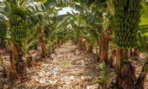 Cultivo de plátanos