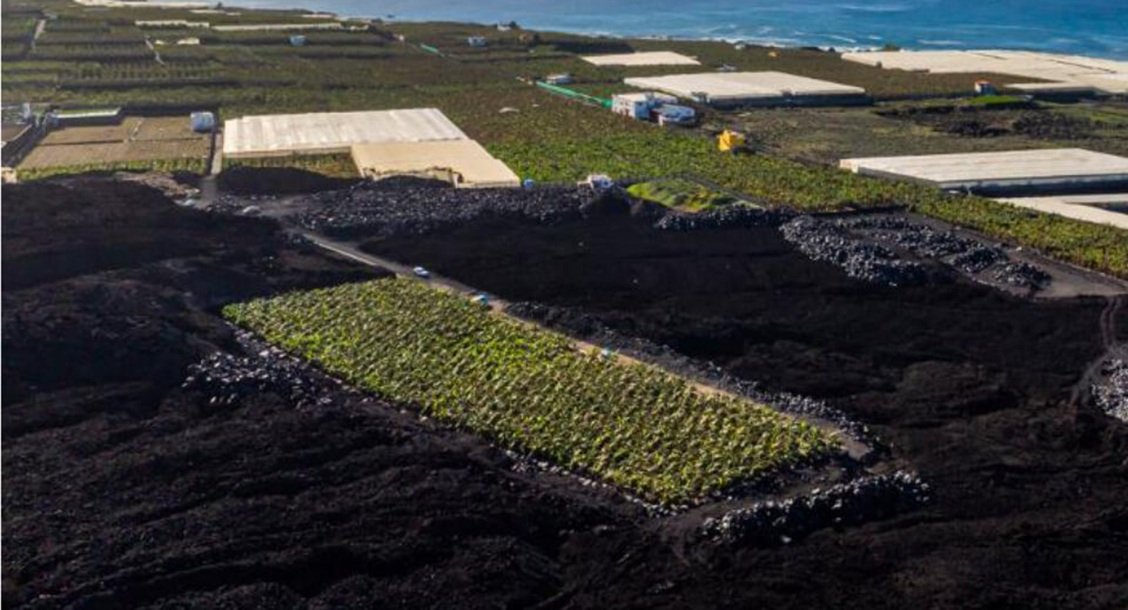 Respecto al cultivo platanero, tras la erupción del Tajogaite en 2021, el primer hito se logró a principios de 2025, cuando los agricultores lograron cosechar 195 piñas de plátanos en una finca reconstruida en el Valle de Aridane y asociada a la organización de productores Europlátano Respecto al cultivo platanero, tras la erupción del Tajogaite en 2021, el primer hito se logró a principios de 2025, cuando los agricultores lograron cosechar 195 piñas de plátanos en una finca reconstruida en el Valle de Aridane y asociada a la organización de productores Europlátano