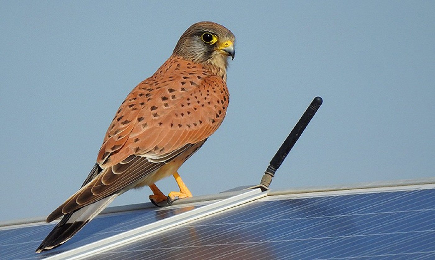 Endesa mantiene un compromiso firme con la conservación del entorno natural