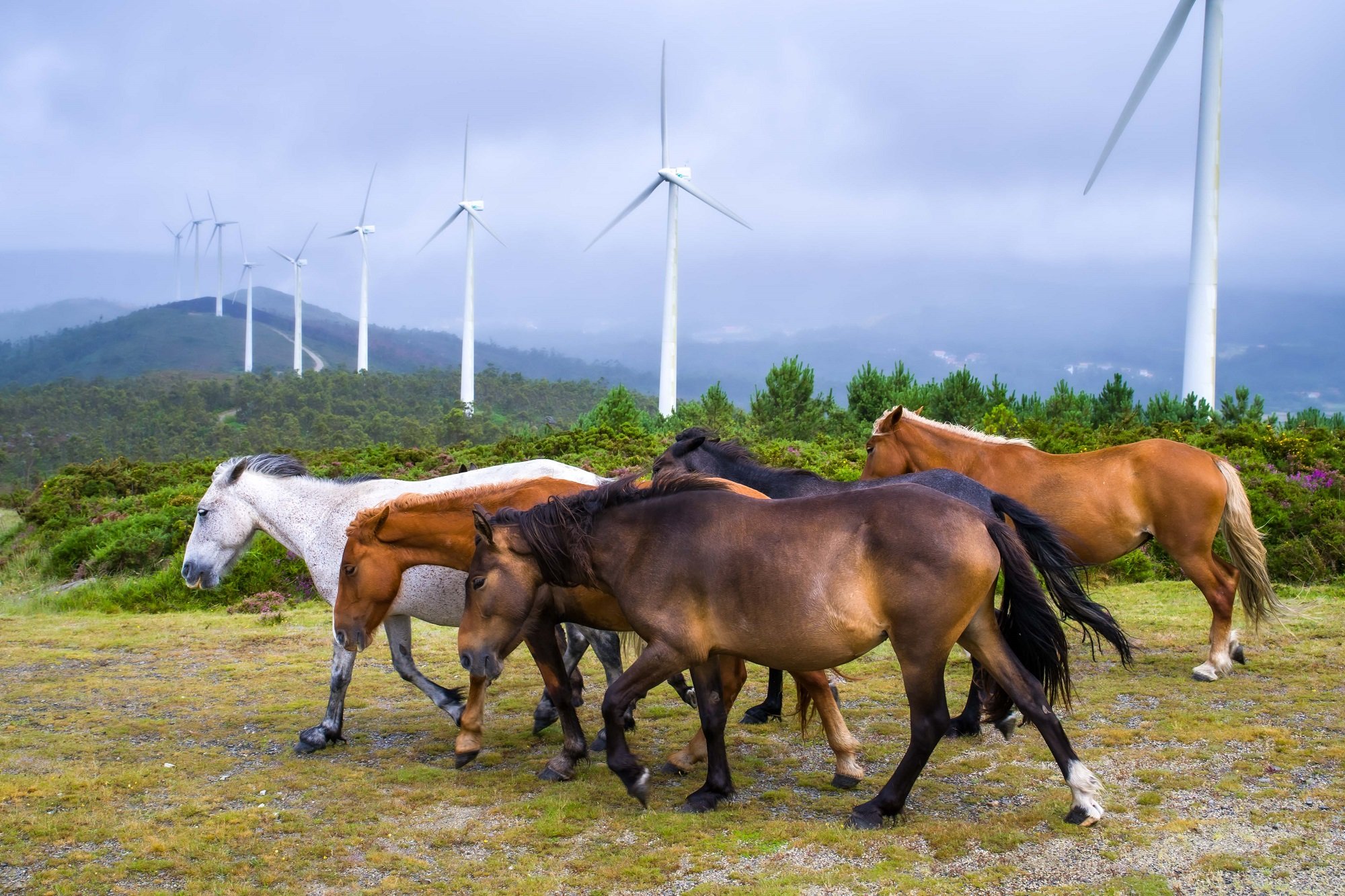 La repotenciación de parques eólicos es una apuesta fundamental para el crecimiento renovable de Naturgy en Galicia, y así se refleja en su proyecto de Monte Redondo La repotenciación de parques eólicos es una apuesta fundamental para el crecimiento renovable de Naturgy en Galicia, y así se refleja en su proyecto de Monte Redondo