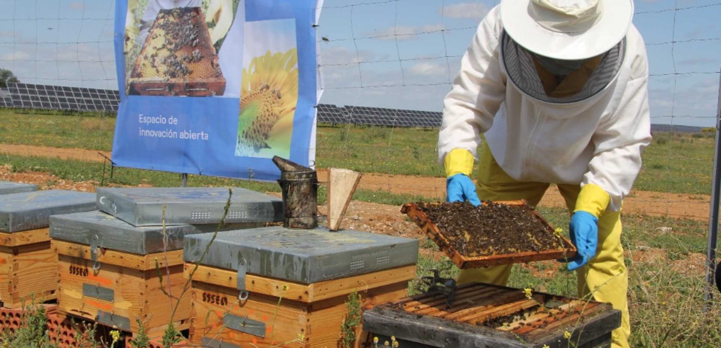 Los apiarios solares integran biodiversidad y producción de energía renovable Los apiarios solares integran biodiversidad y producción de energía renovable