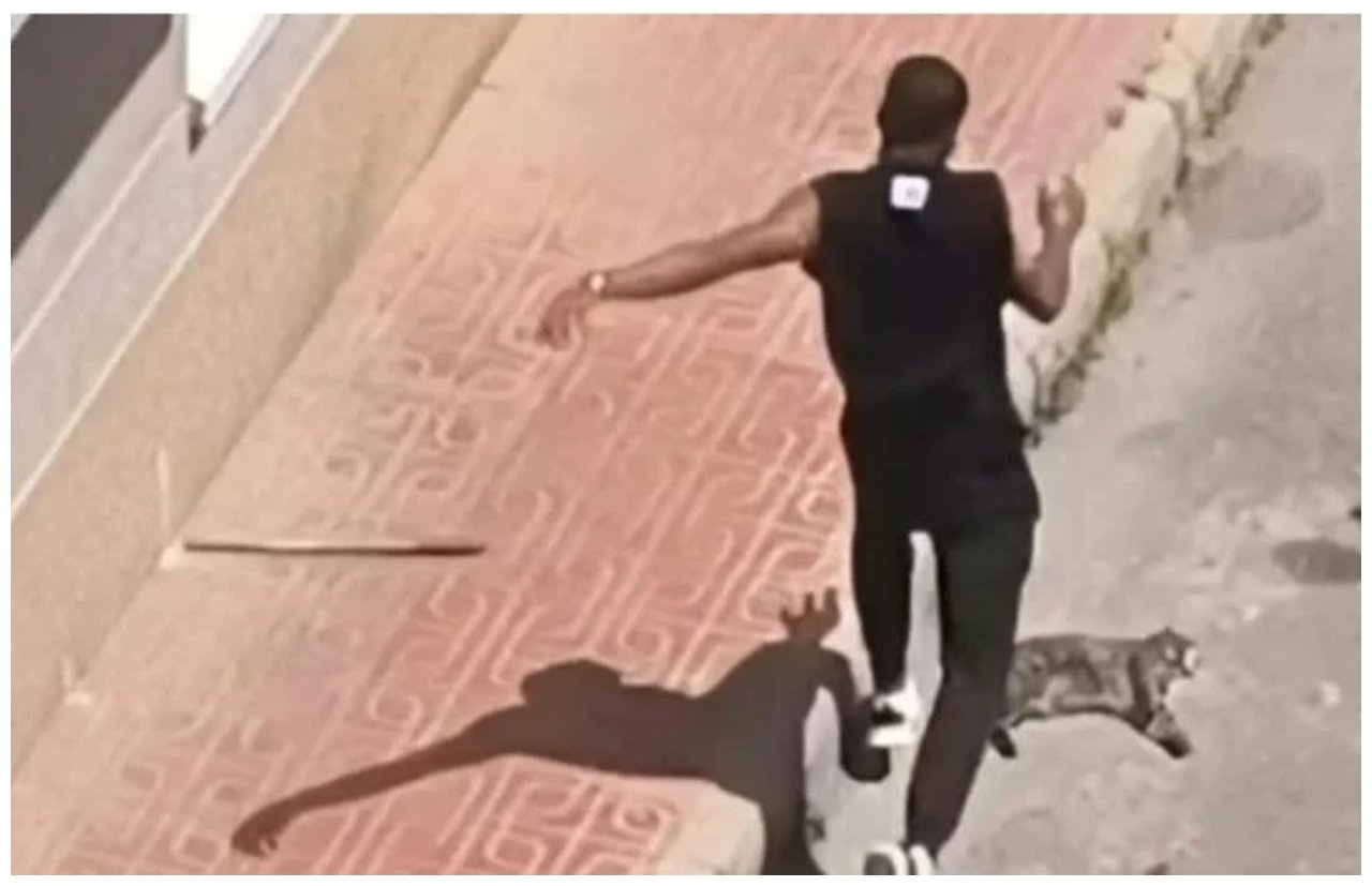 Deportación urgente para un colombiano ilegal, acusado de violencia vicaria... por matar a patadas al gato de su ex pareja Deportación urgente para un colombiano ilegal, acusado de violencia vicaria... por matar a patadas al gato de su ex pareja