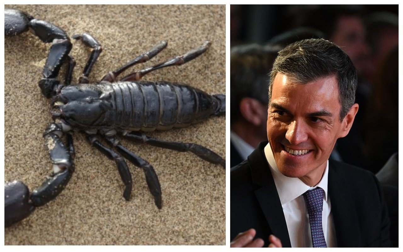El escorpión muere matando