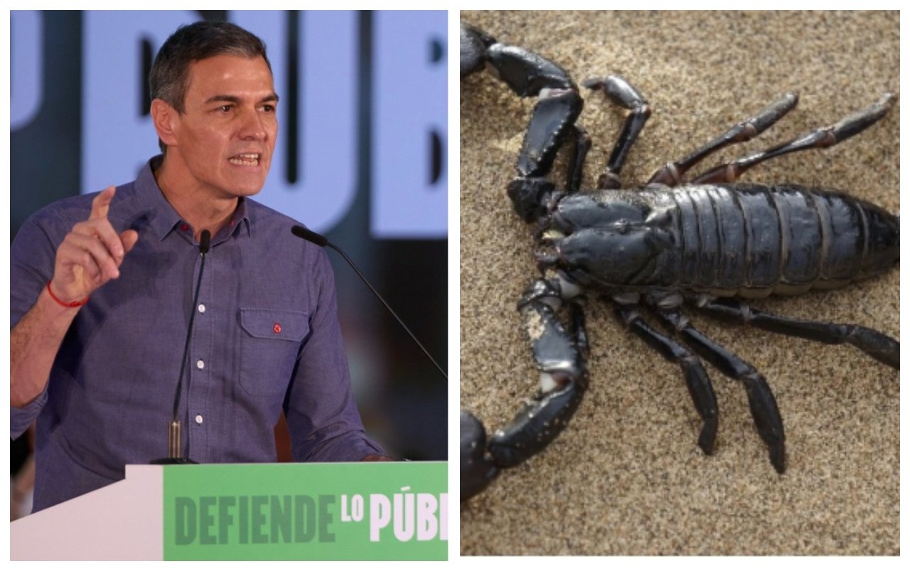 El escorpión muere matando El escorpión muere matando