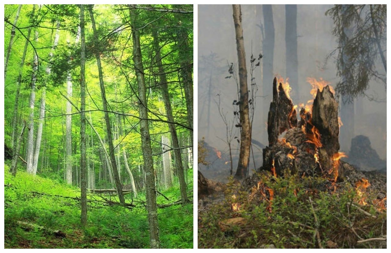 El único pacto político debe ser un pacto contra los incendios, centrado en una política forestal