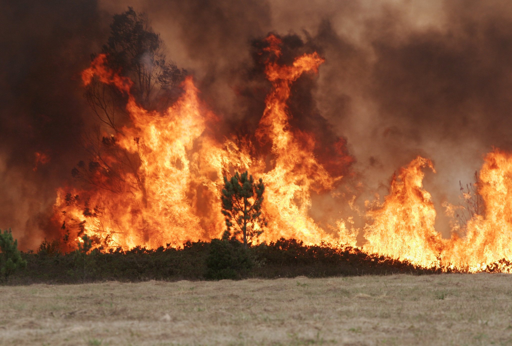 Del 1 de enero al 11 de agosto, se han registrado 43 grandes incendios forestales, frente a los 24 del mismo periodo de 2025 / Foto: Pablo Moreno