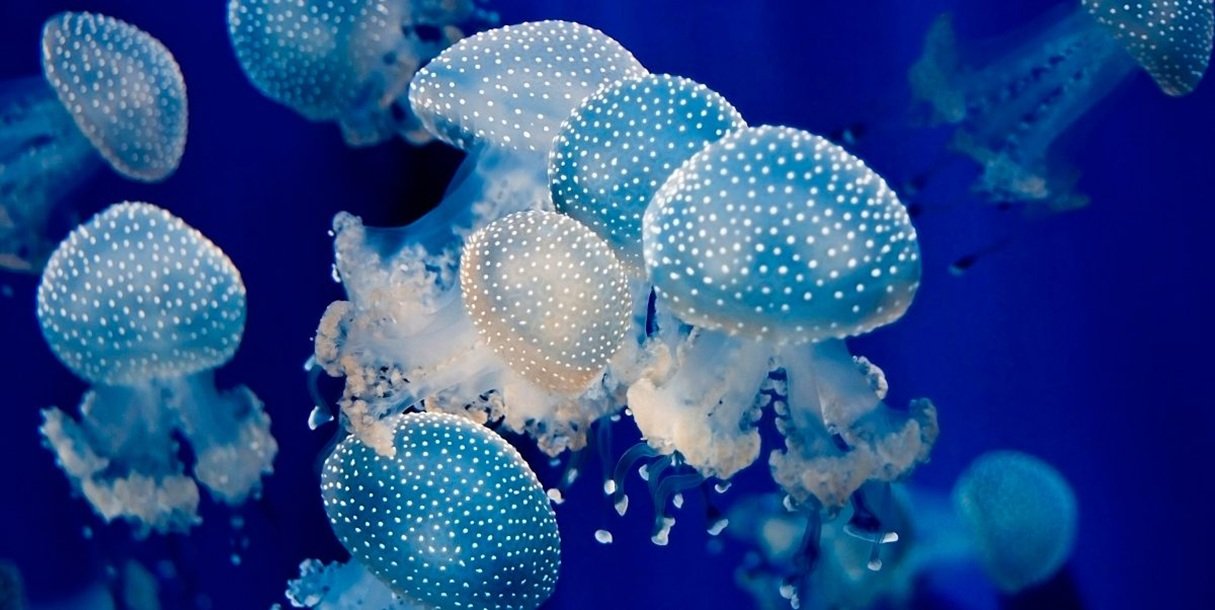 “La mayor parte de las medusas que existen en nuestras playas son poco venenosas, por lo que la reacción no suele tener complicaciones importantes”, señala el doctor Henríquez “La mayor parte de las medusas que existen en nuestras playas son poco venenosas, por lo que la reacción no suele tener complicaciones importantes”, señala el doctor Henríquez