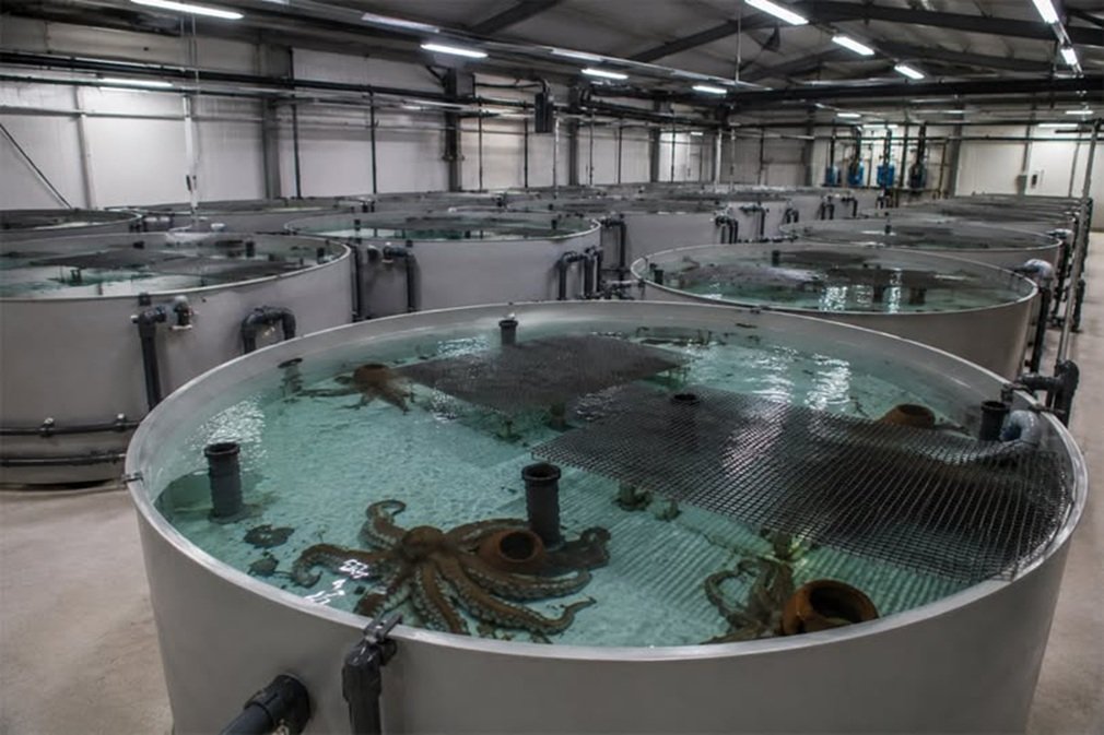 Nueva Pescanova retira su proyecto para instalar la primera granja de pulpos, que pensaba abrir en las Islas Canarias Nueva Pescanova retira su proyecto para instalar la primera granja de pulpos, que pensaba abrir en las Islas Canarias