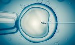 La Fecundación ln Vitro (FIV) e sotro abortódromo -o eliminación de embriones, que es lo mismo- y es condenada por la Iglesia