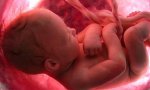 En España mueren 275 niños al día a los que abortan