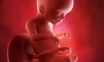 25-M. La era abortista ya no puede perpetrar más salvajadas