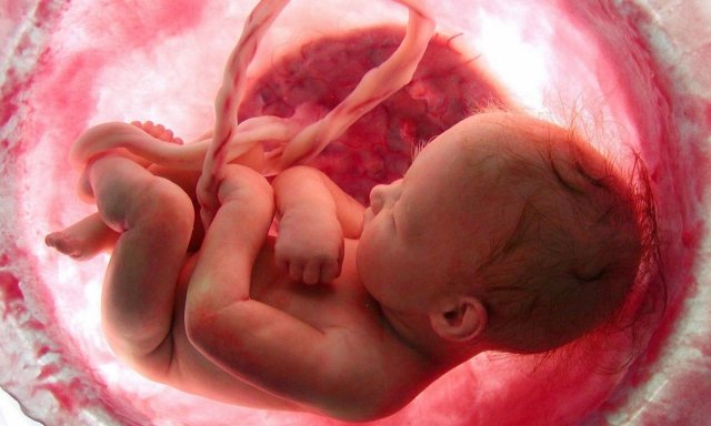 Triunfa la salvajada del aborto porque no vemos al niño