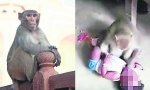 Monos matan bebés en la India