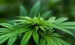 Planta del cannabis