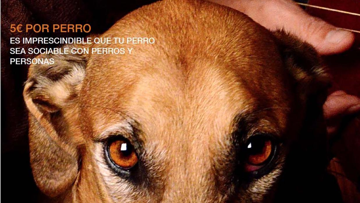 Concierto para perros, en el Centro Canino Miraflores Concierto para perros, en el Centro Canino Miraflores