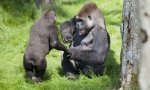 Los gorilas, gran preocupación gubernamental en medio de la crisis del coronavirus