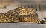 La serpiente de cascabel, otra víctima del cambio climático