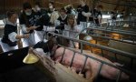 Miembros de 'Meat the victims' en pleno escrache animalista