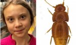 Greta y el escarabajo de la miel que lleva su nombre