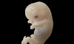 Un paso más en la barbarie: proponen usar embriones humanos como cobayas de laboratorio, más allá de los 14 días de vida