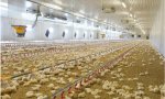 La Autoridad Europea de Seguridad Alimentaria (EFSA), basándose en normas de bienestar animal de la Comisión Europea, acaba de recomendar reducir la densidad de población de pollos de engorde