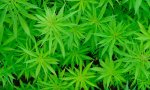 Colocón podemita. Multados los candidatos de Podemos Laredo (Cantabria) detenidos por cultivar 500 plantas de marihuana en un chalet de Ampuero