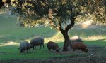 Iberian Pastures (Georgia) alimenta a los cerdos con nueces, maní y girasol en lugar de con bellotas