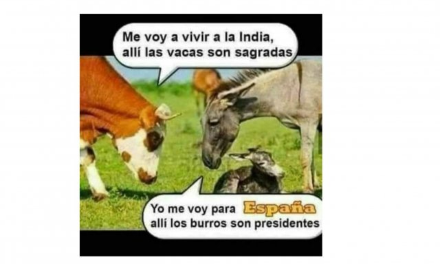 Vacas y burros